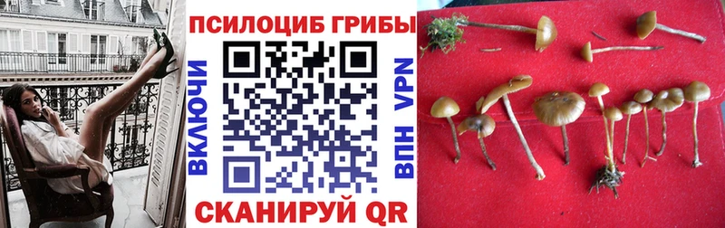 где продают наркотики  Петропавловск-Камчатский  Псилоцибиновые грибы прущие грибы 